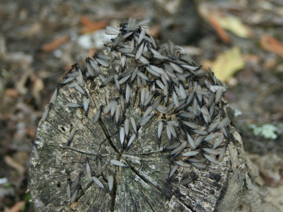 Insetos invadem os m&oacute;veis e im&oacute;veis em busca de alimento e abrigo &mdash; Foto: Divulga&ccedil;&atilde;o