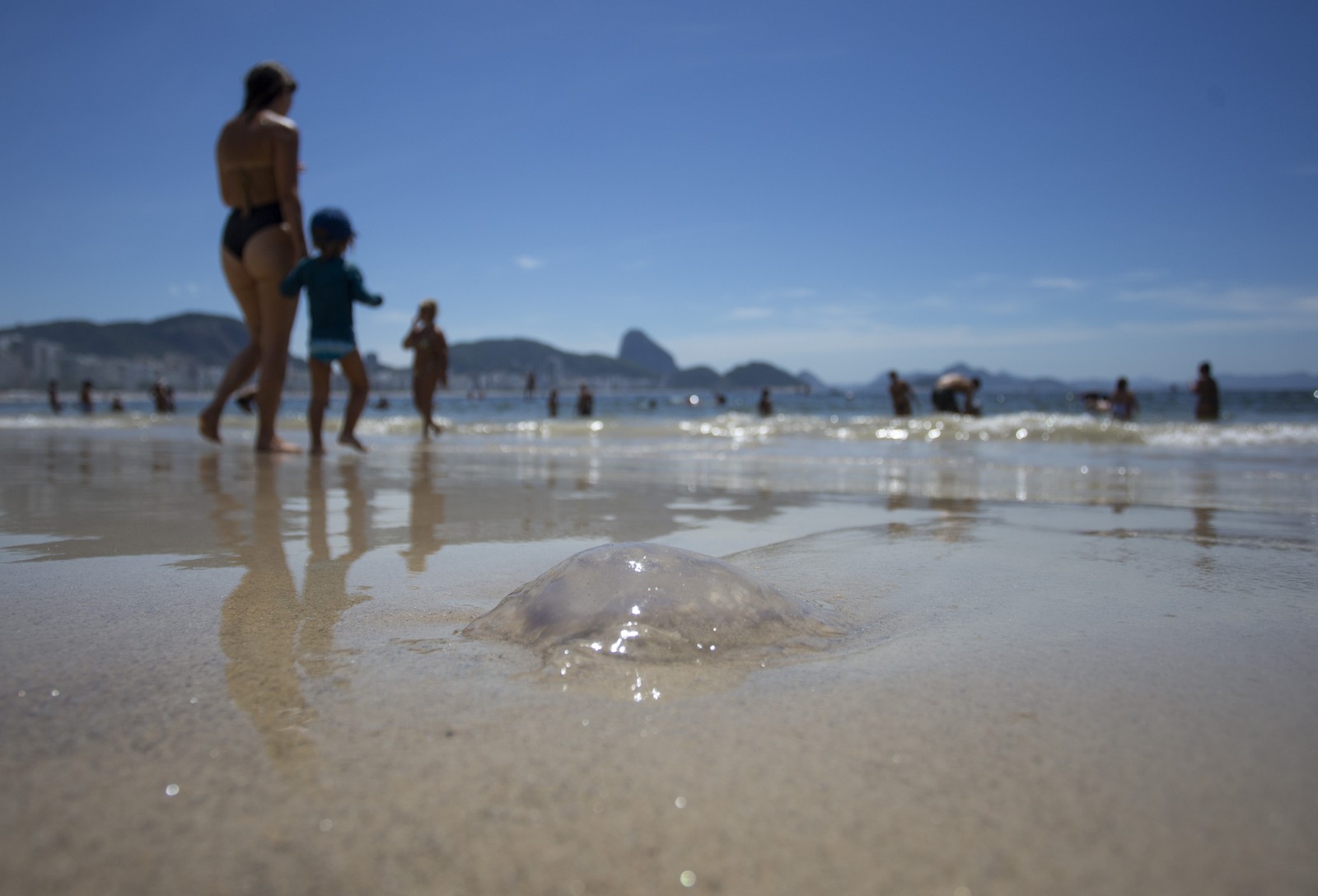 Águas vivas aparecem na orla do Rio assustando banhistas — Foto: Márcia Foletto