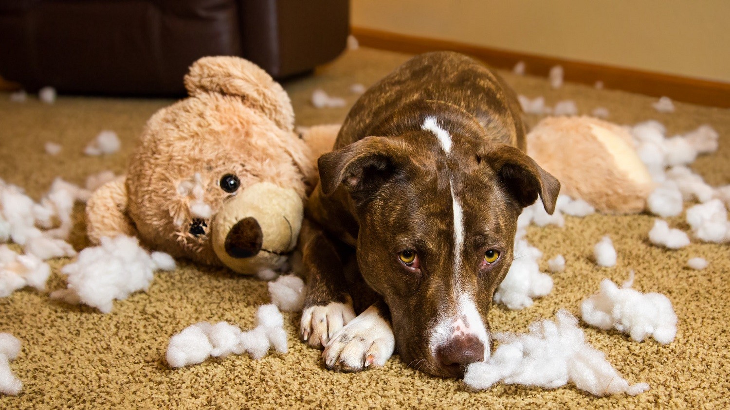 Em cães adultos, o comportamento de destruir os móveis e objetos muitas vezes está ligado ao tédio (Foto: Flickr / Sheila Sund / CreativeCommons)