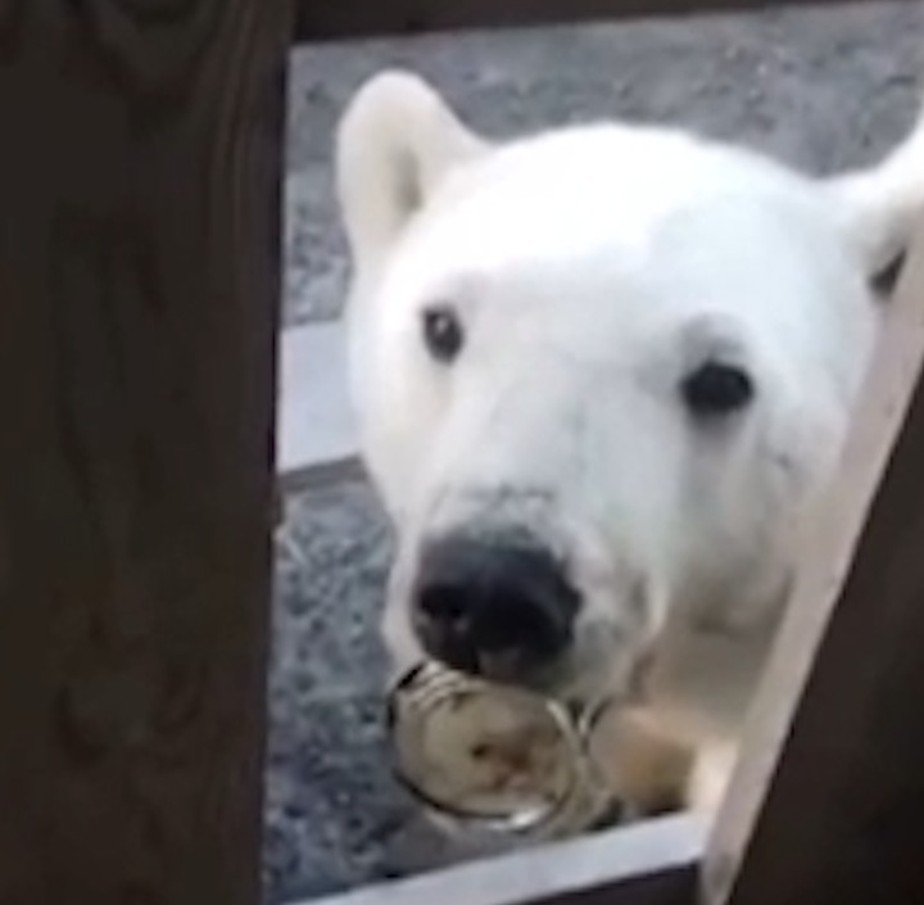 Urso polar fica com lata presa à língua após buscar alimento em vilarejo na Rússia
