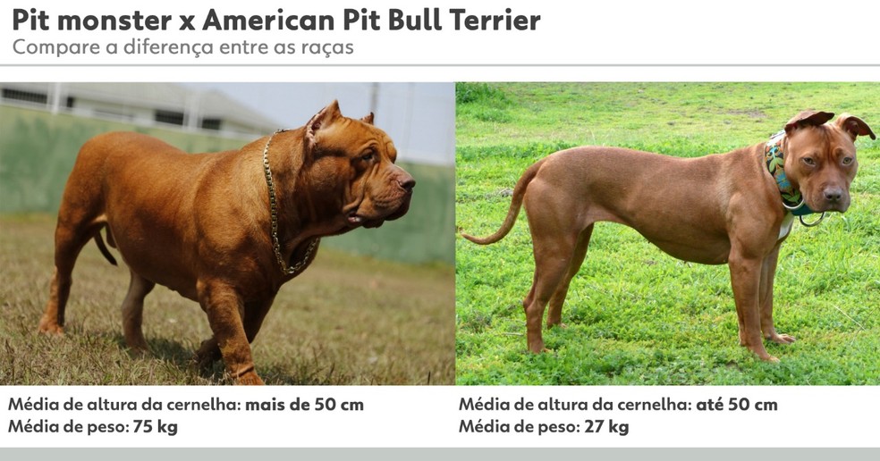 Comparação entre as raças Pit monster e American Pit Bull Terrier — Foto: Arte g1