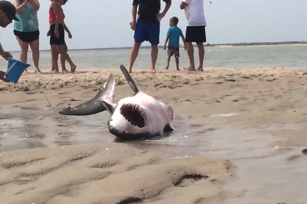 Turistas mantêm tubarão branco vivo em praia nos Estados Unidos (Foto: Reprodução)