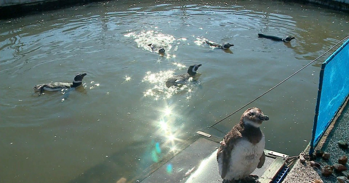 Pinguins encontrados no Litoral do RS passam por tratamento em universidade  de Rio Grande, Rio Grande do Sul