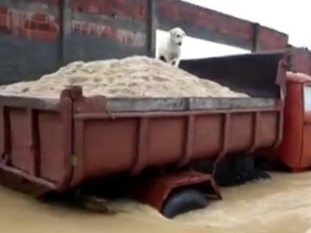 Cachorro pega carona no caminhão que atravessa enchente em Araruama (Foto: Reprodução/TVGlobo)
