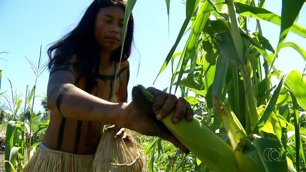 IndÃ­gena colhe milhos e comemora plantio durante a seca (Foto: ReproduÃ§Ã£o/TV Anhanguera)