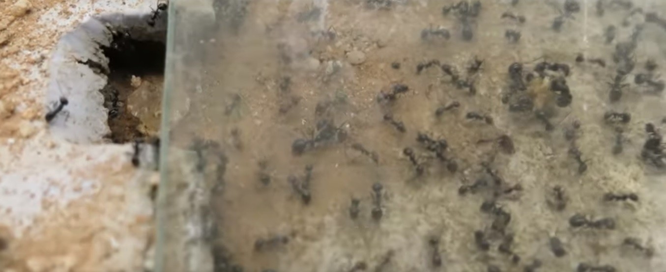 Vídeo exibe o momento em que formigas 