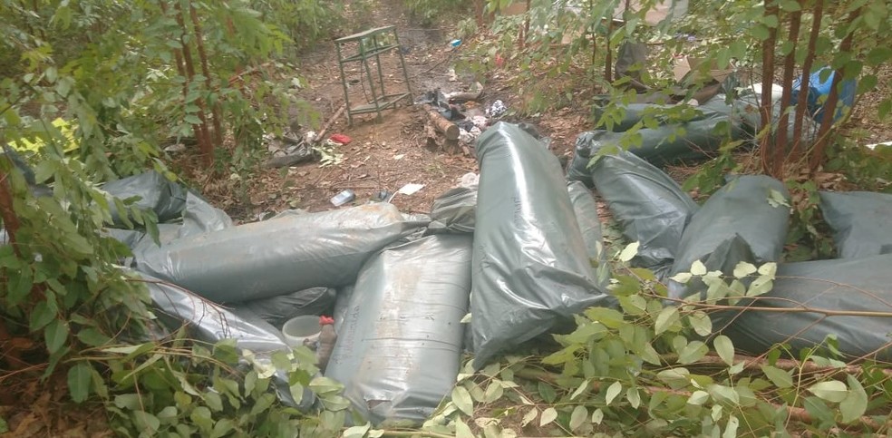 Parte da carga foi encontrada em plantação de eucalipto — Foto: Polícia Militar / Divulgação