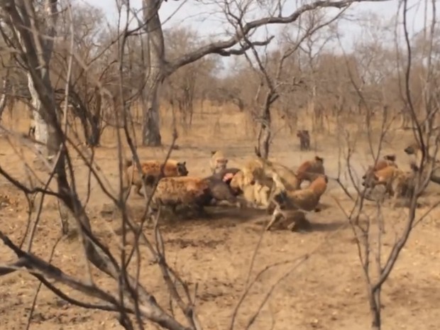 Alcateia de hienas expulsou três leoas ao disputar carcaça em parque sul-africano (Foto: Reprodução/YouTube/Kruger Sightings)