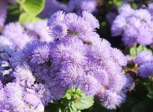A flor agerato, também conhecida como ageratum, é delicada e tem tonalidade lilás (Foto: Pixabay / Kanechka / CreativeCommons)