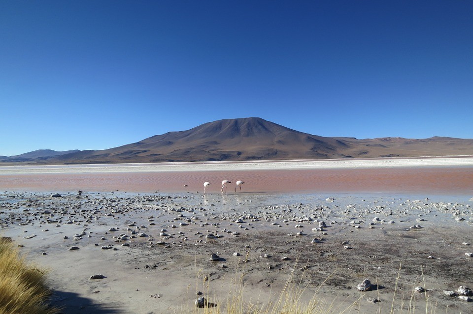 Poucas espécies de micróbios ainda sobrevivem no deserto do Atacama após chuvas (Foto: Pixabay/TravelCoffeeBook/Creative Commons)