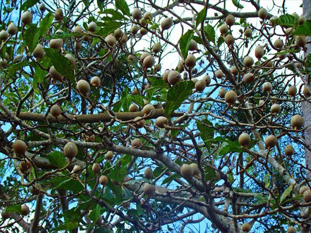 Jenipapo, nome que derivou do tupi-guarani, significa “fruto que serve para pintar” (Foto: Sidney Martins / TG)