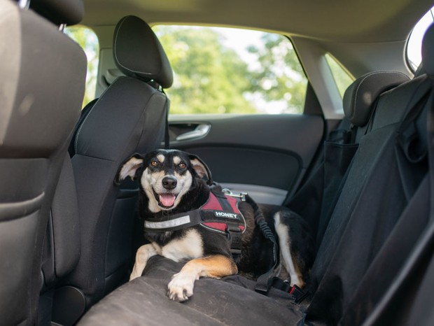 Saiba quais são os cuidados para viajar de carro com o seu pet (Foto: Getty Images)