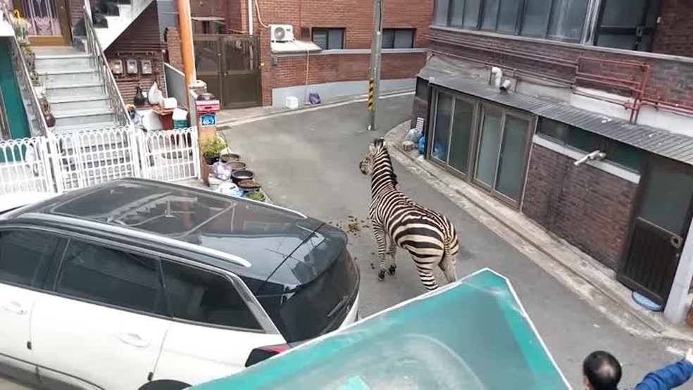 Zebra escapa de zool&oacute;gico e vai parar em &aacute;rea residencial na Coreia do Sul em 23 de mar&ccedil;o de 2023 &mdash; Foto: Reprodu&ccedil;&atilde;o/Corpo de Bombeiros de Gwangjin