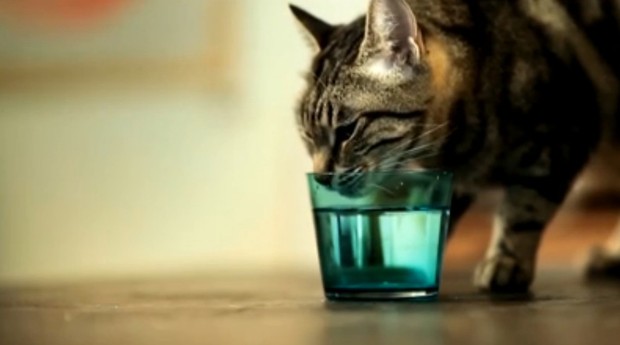 Bebedouro monitora a quantidade de água que o gato bebe (Foto: Reprodução)