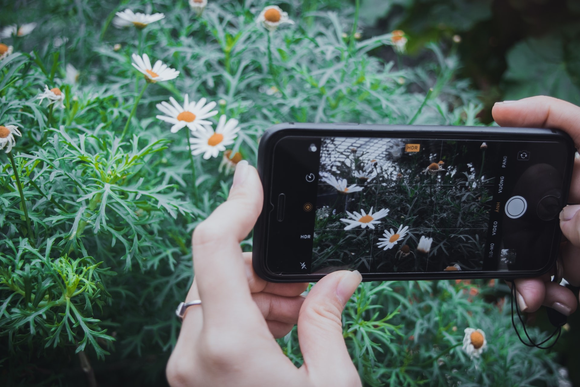 Muitas espécies de plantas acabam virando tendência por aparecerem mais no feed das redes sociais das pessoas (Foto: Unsplash / Michu Đăng Quang / Creative Commons)
