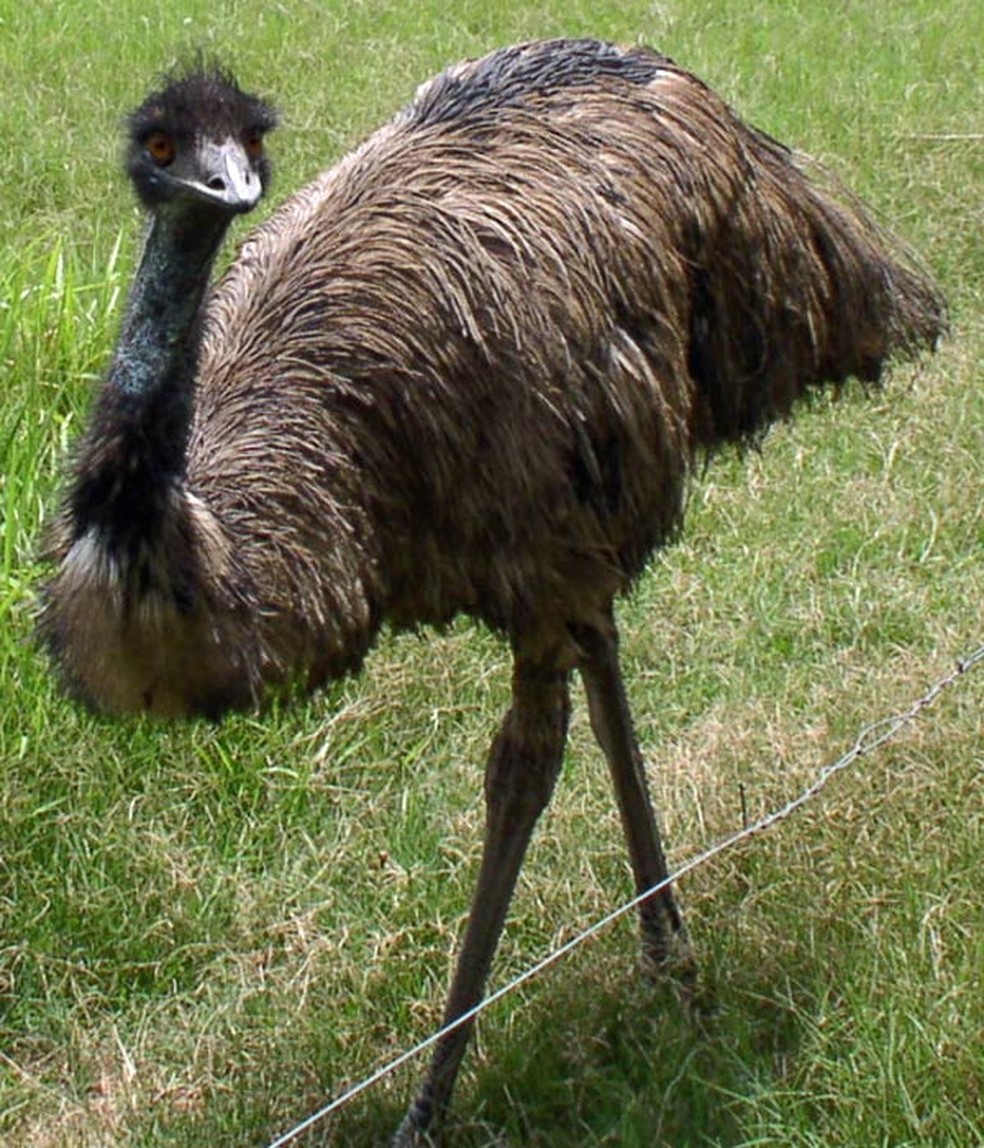 O emu pode chegar a dois metros de altura; ninho é preparado e cuidado pelo macho da espécie (Foto: Reprodução)