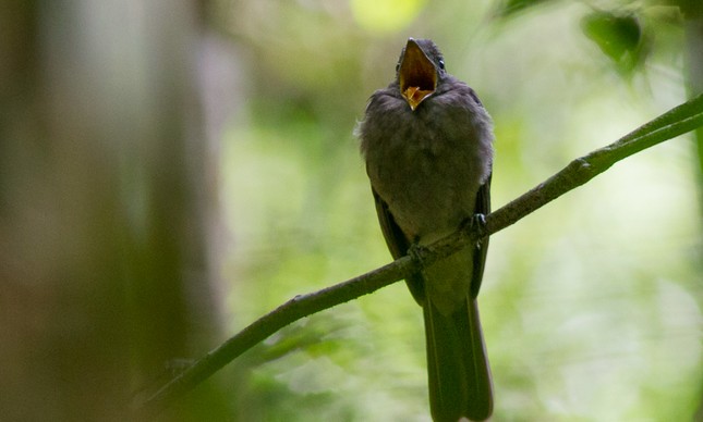 Cricrió, pássaro apelidado de 'a voz da Amazônia'