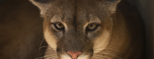 Um diagnóstico ainda inconclusivo aponta que a onça é portadora de FIV, um vírus de imunodeficiência felina. — Foto: Márcia Foletto / Agência O Globo