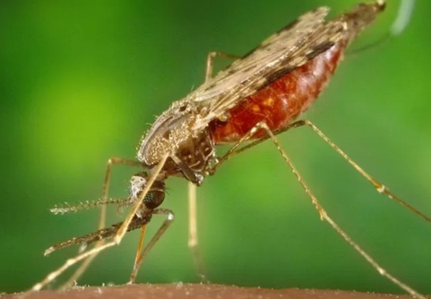 Os mosquitos Anopheles são os transmissores do protozoário causador da malária (Foto: GETTY IMAGES (via BBC))