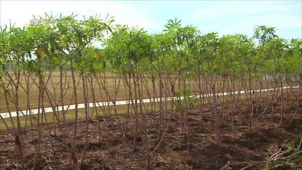 Plantação de mandioca em RO — Foto: Rondônia Rural/Reprodução
