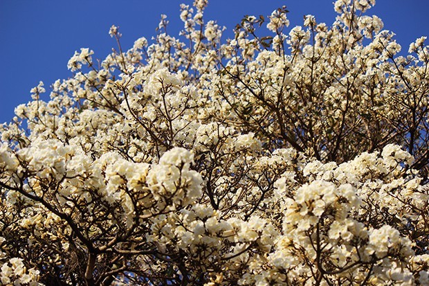 G1 - Ipê-branco chama a atenção pela beleza e florada dura até quatro dias  - notícias em Flora