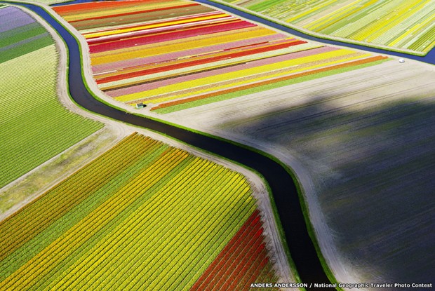 O fotógrafo Anders Andersson usou um drone para fotografar campo de tulipas na Holanda (Foto: Anders Andersson/National Goegraphic Traveler Photo Contest/BBC)