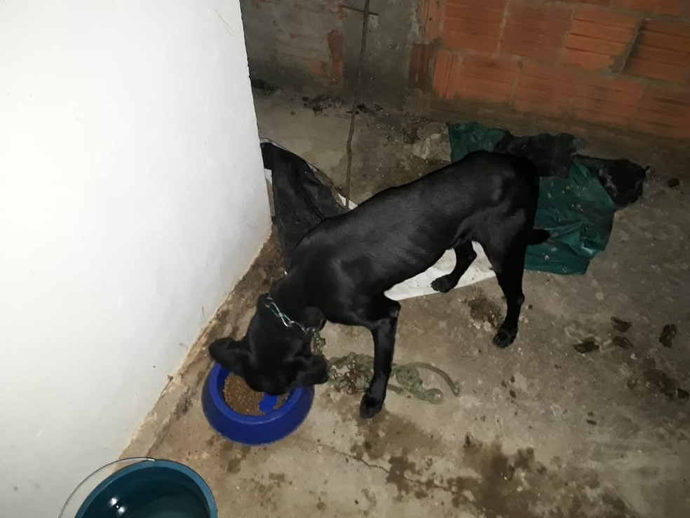 CÃ£es resgatados foram levados para ONG de Uchoa (Foto: Arquivo Pessoal)