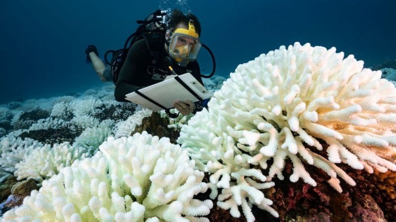 O branqueamento de corais os expõe a doenças e já desencadeou eventos massivos de morte desses organismos em todo o mundo (Foto: Getty Images via BBC News)