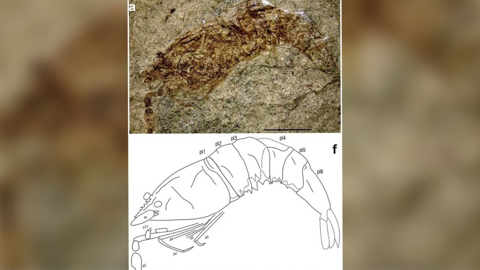 Pesquisadores descobrem fóssil raro de camarão de 120 milhões de anos — Foto: Urca/Divulgação