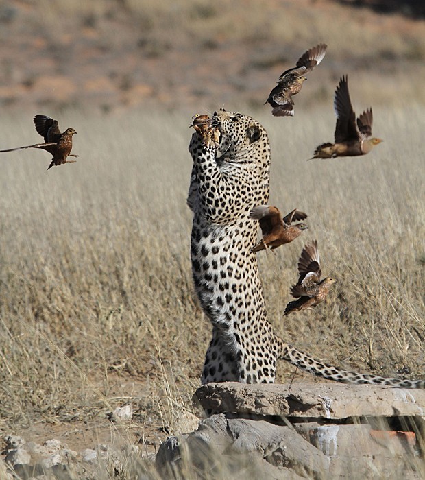 como conseguir a leopardo