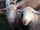 Embrapa realiza leilão para venda de mais de 70 ovinos em Roraima 