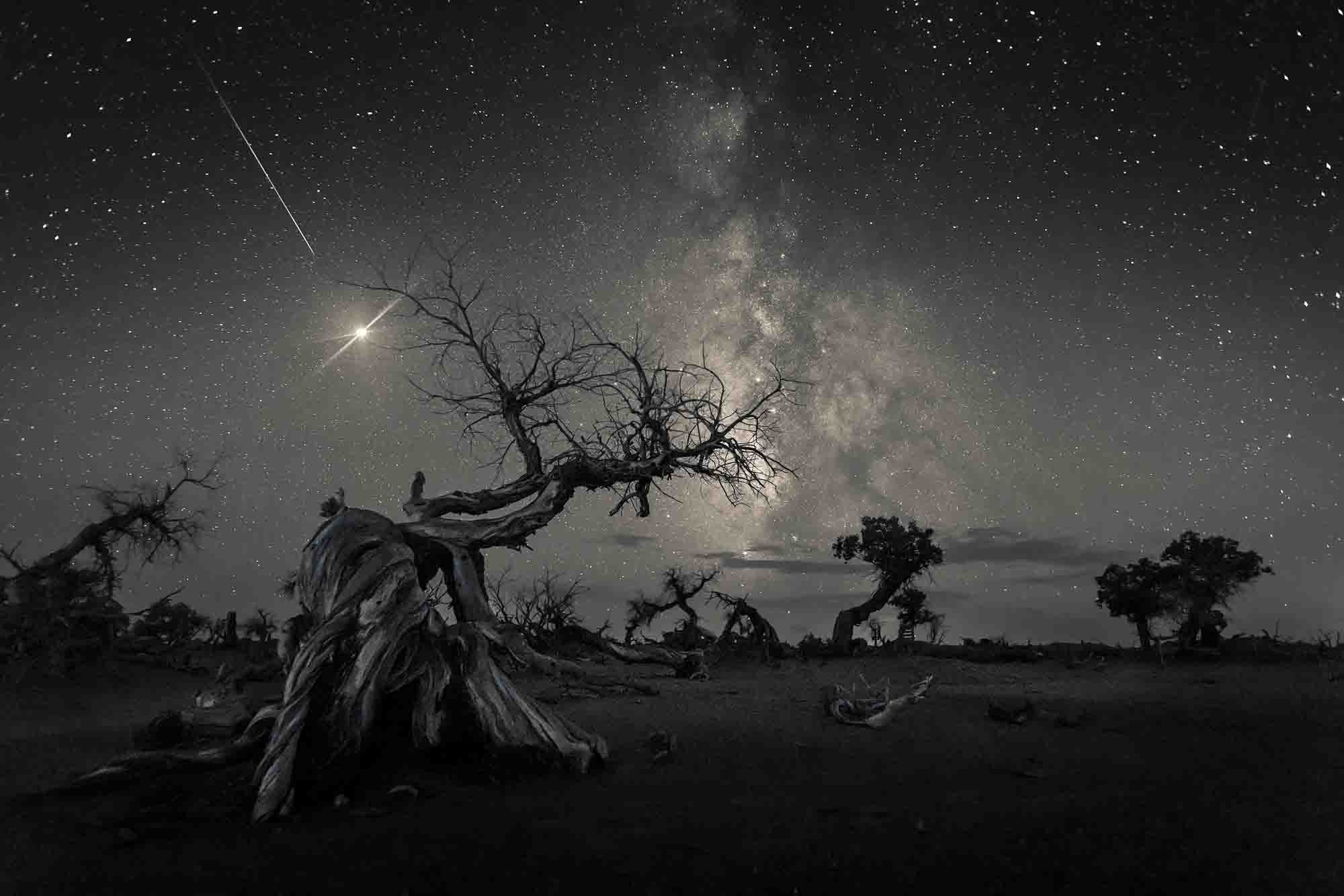 Feita região mongoliana de Ejina, no histórico reino de Xi Xia, um meteoro cai atrás de árvores de álamo (Foto: © Wang Zheng/Divulgação Royal Observatory Greenwich)