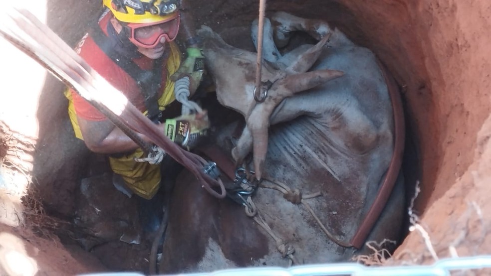 Vaca foi retirada com viva de dentro da fossa — Foto: Corpo de Bombeiros