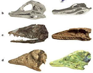 Espécies de dinossauros comparadas; jovem à esquerda e adulto à direita. Crânio de jacaré americano (aligátor) (letra b); dinossauro primitivo Celófise (letra c) e Archaeopteryx (letra d). (Foto: Reprodução/Nature)