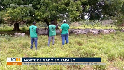 Raio atinge animais que fugiam da chuva e causa prejuízo de R$ 150 mil