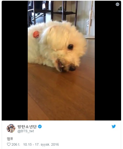 Jjangu, poodle do Jin (Foto: Twitter / BTS_twt)