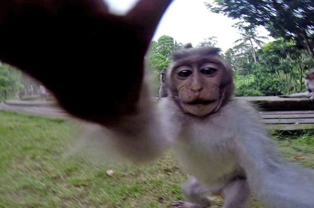 Macaco acabou tirando selfie perfeito sem querer (Foto: Reprodução/YouTube)