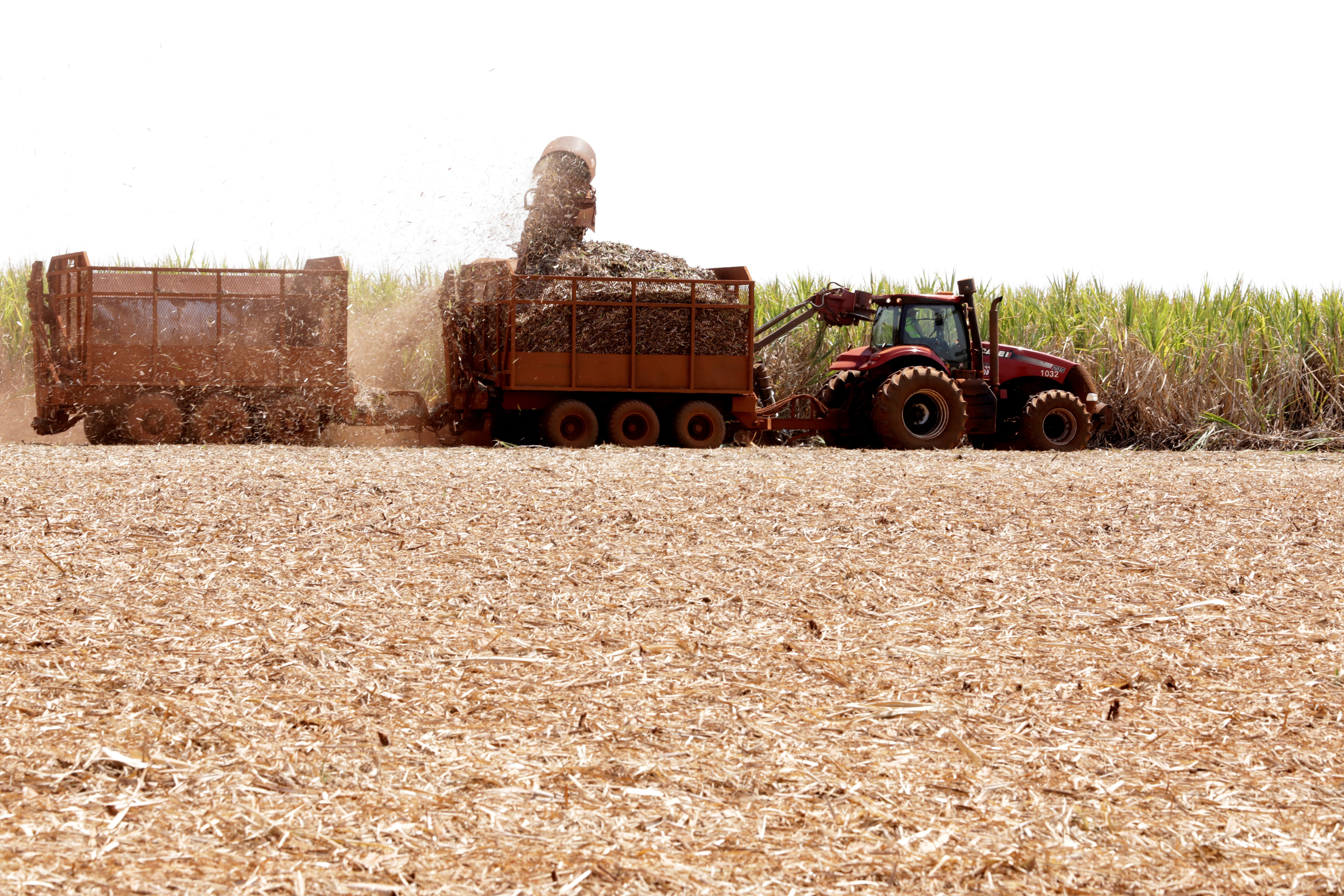 Colheita de cana-de-açúcar em Pradópolis (SP) (Foto: REUTERS/Paulo Whitaker)