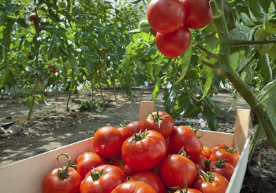 agricultura_hortifruti_tomate_ (Foto: Thinkstock)