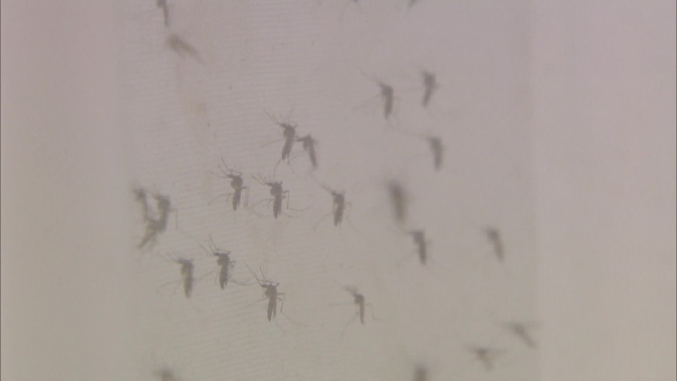 A cada semana são liberados 400 mil mosquitos estéreis em Brasília  — Foto: Reprodução/TV Globo