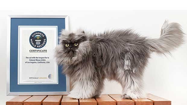 Gato entra para o livro dos recordes por ter o pelo mais comprido do mundo (Foto: Divulgação/ Guinness World Records)