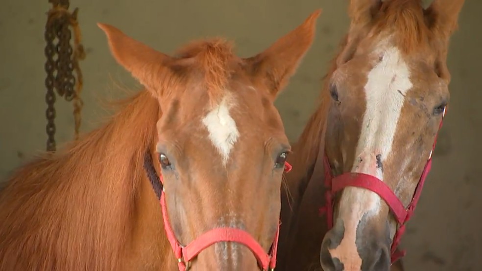 Cavalos 'aposentados' recebem tratamento especial &mdash; Foto: Reprodu&ccedil;&atilde;o/TV TEM