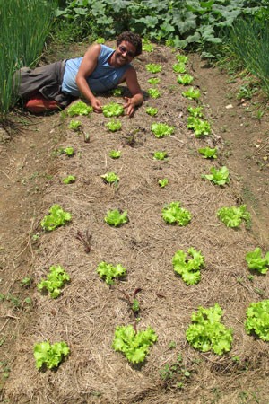 Agricultor Mauri mostra plantação de alface com o solo coberto, técnica para manter terra úmida (Foto: Gabriela Gasparin/G1)