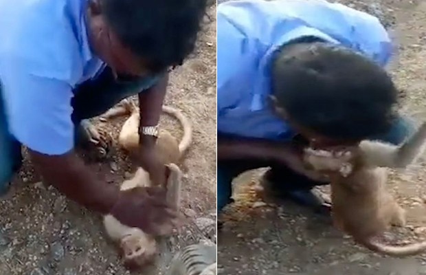 Homem salva macaco com respiração boca a boca após ataque de cachorro (Foto: Reprodução/ Instagram)