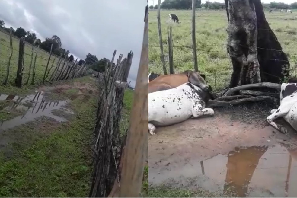 Raio mata garrotes durante noite chuvosa no Cariri do Ceará. — Foto: Reprodução