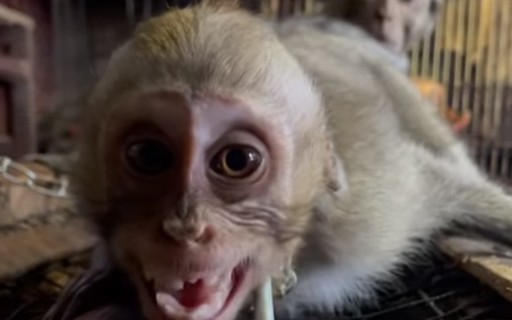 É permitido ter um macaco como animal de estimação?