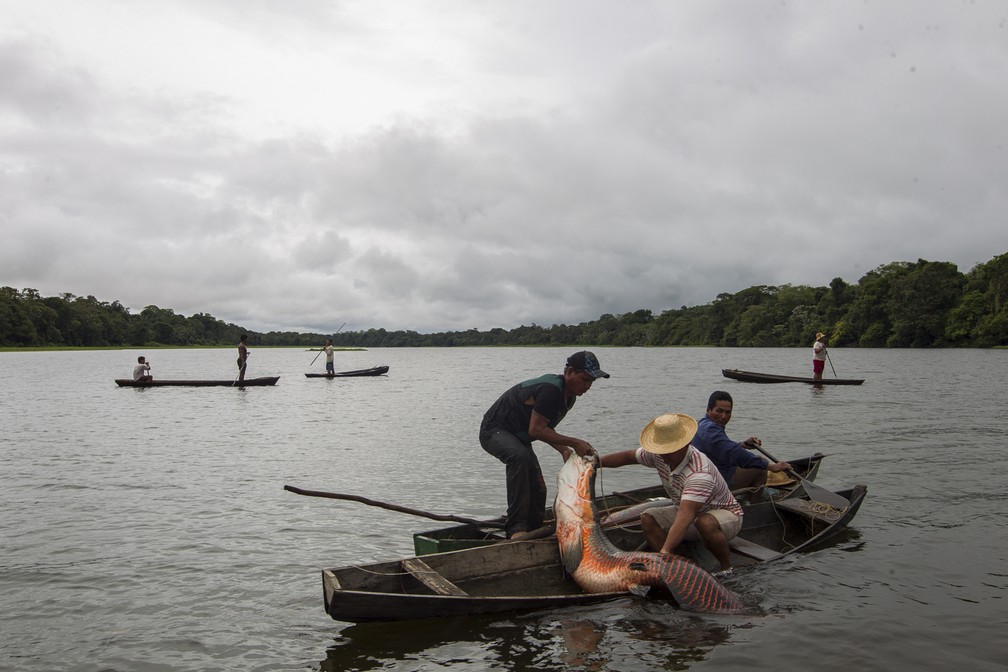Manejo de pirarucu no Amazonas. — Foto: Bruno Kelly/Divulgação