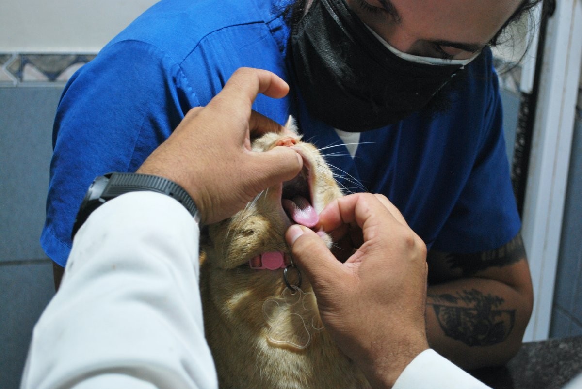 No caso de qualquer intercorrência, encaminhe o pet à emergência veterinária (Foto: Pexels/ Ermelinda Maglione/ CreativeCommons)