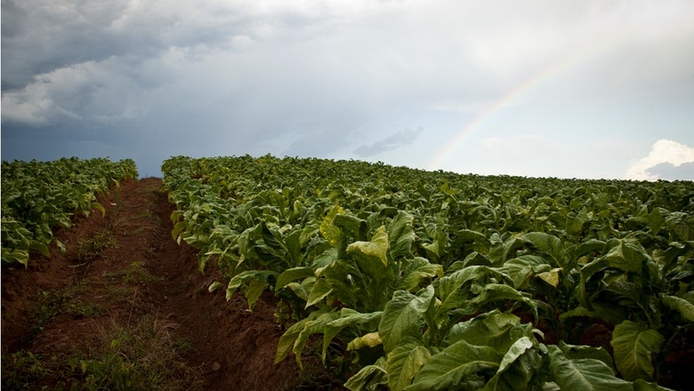 agricultura_tabaco (Foto: Marcelo Curia/Ed. Globo)