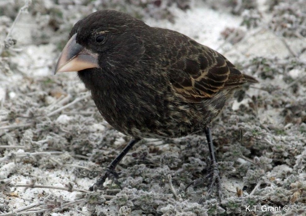 Pássaro da espécie Geospiza conirostris, a mesma do macho original que deu origem à nova população (Foto: P.R.Grant)